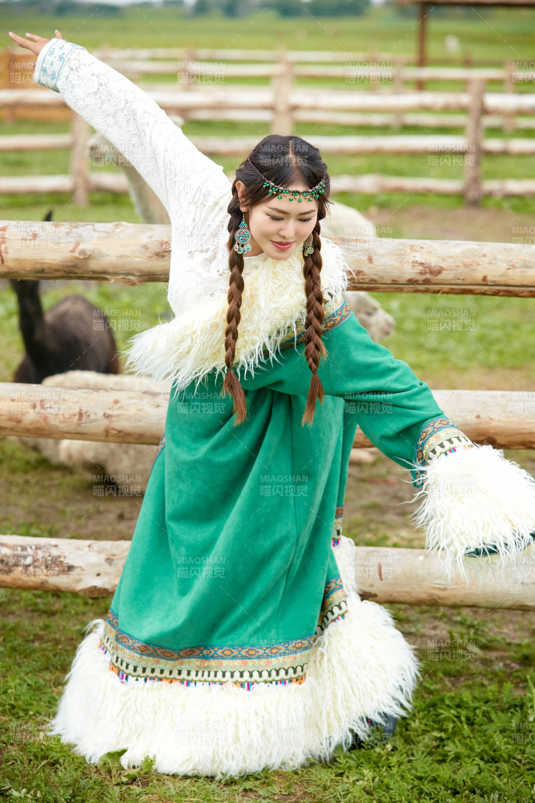 穿藏族服饰的姑娘在羊驼饲养基地拍照图片