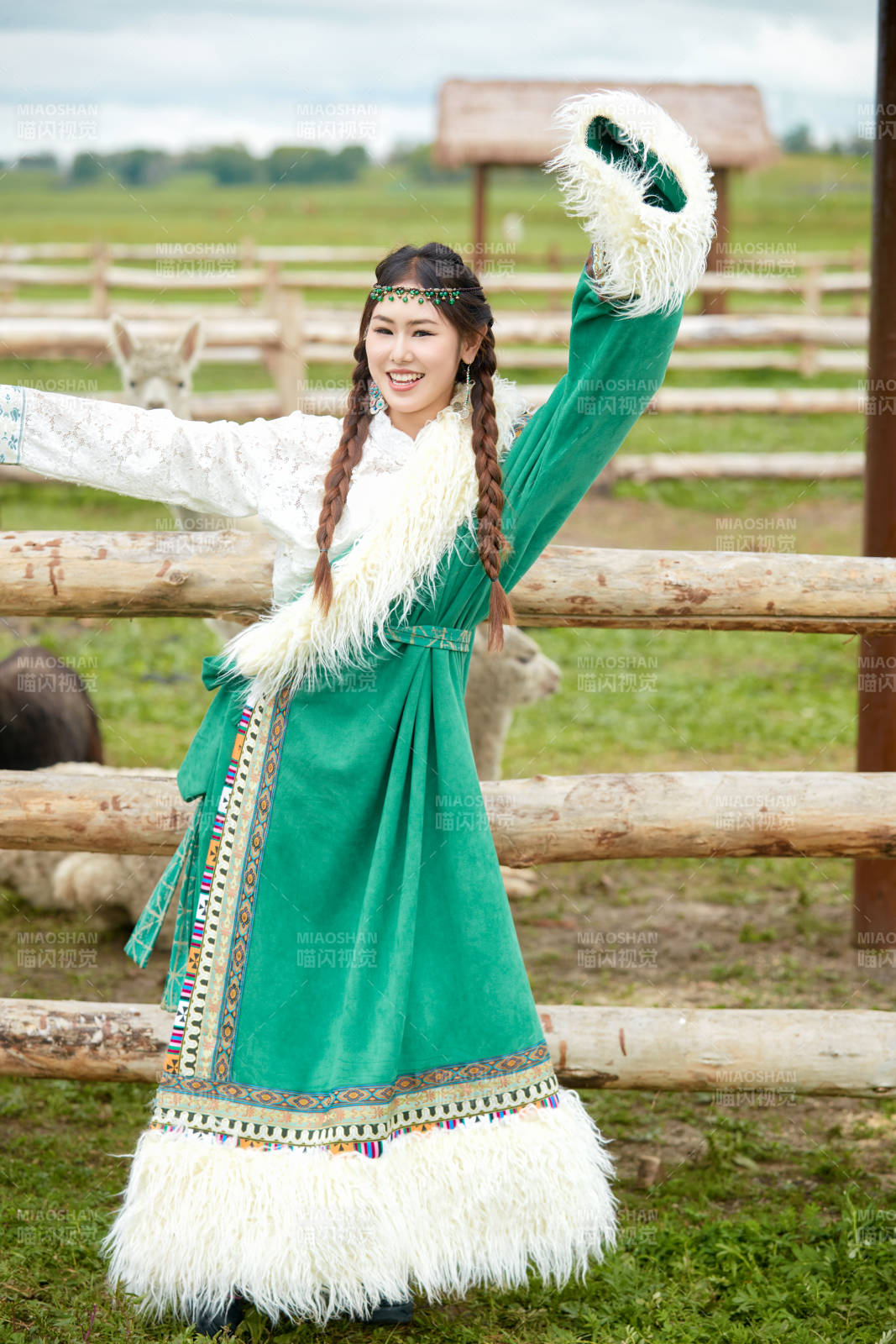 穿藏族服饰的姑娘在羊驼饲养基地拍照图片