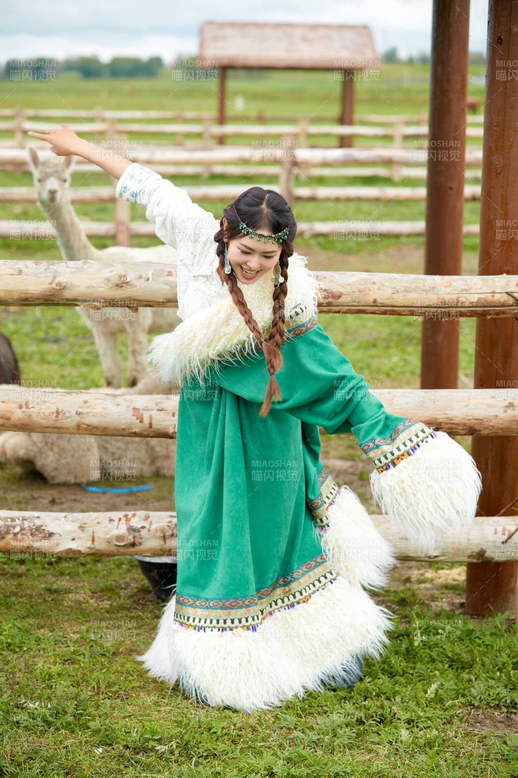 穿藏族服饰的姑娘在羊驼饲养基地拍照图片