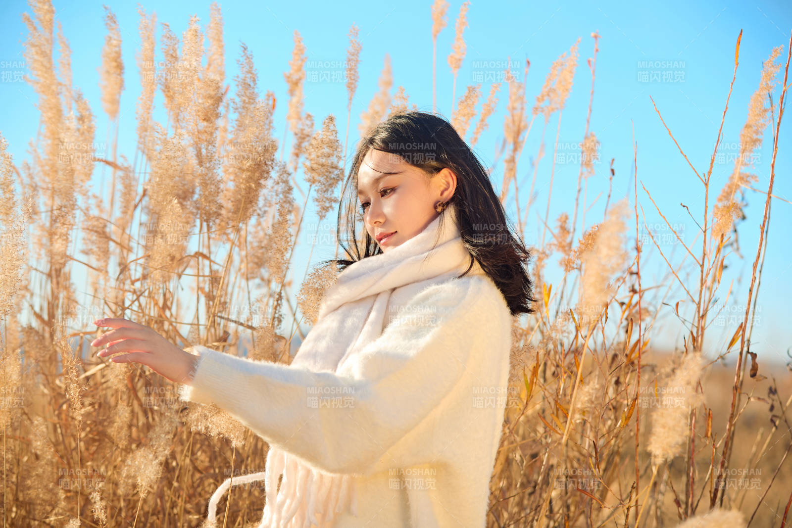 秋天晴朗的午后在芦苇荡里起舞的美女图片