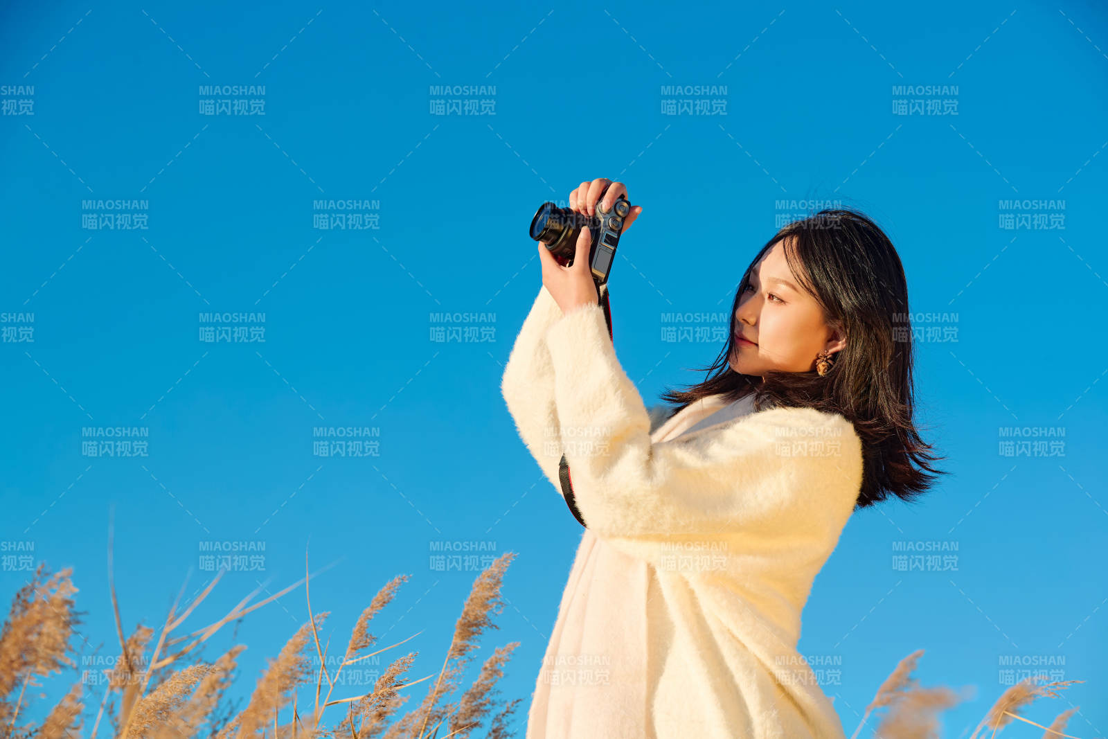 秋天晴朗的午后在芦苇荡里拍照的女性摄影师图片