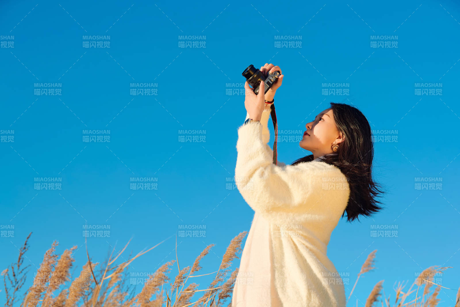 秋天晴朗的午后在芦苇荡里拍照的女性摄影师图片