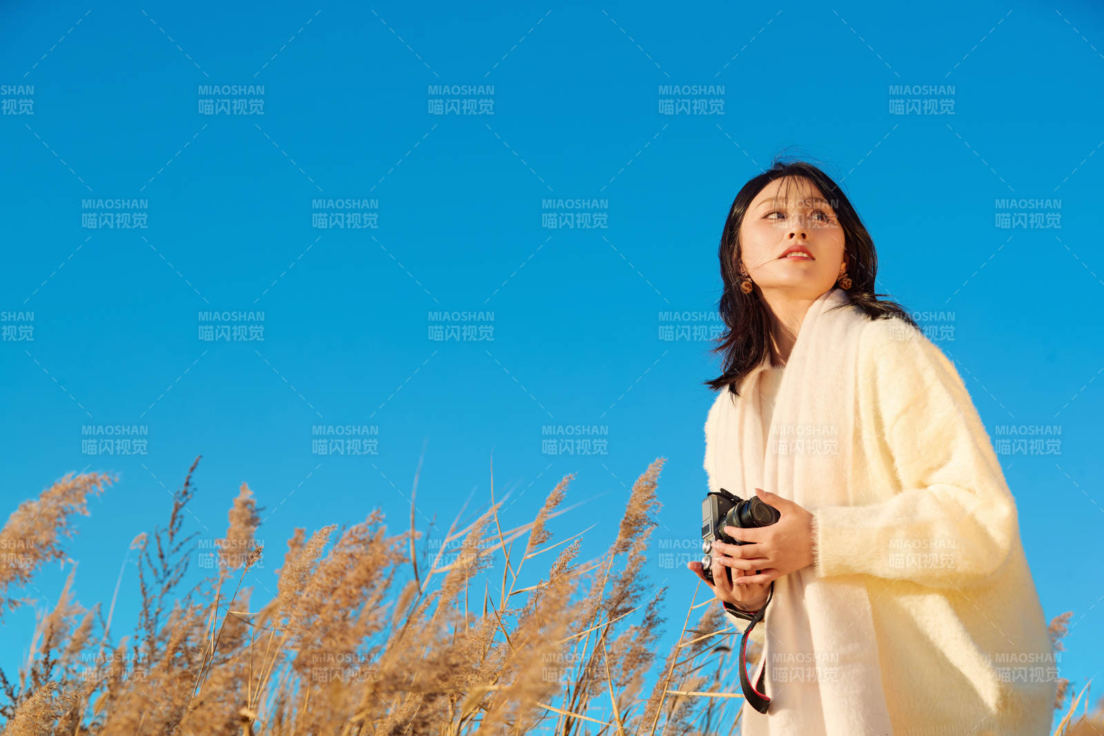 秋天晴朗的午后在芦苇荡里拍照的女性摄影师图片