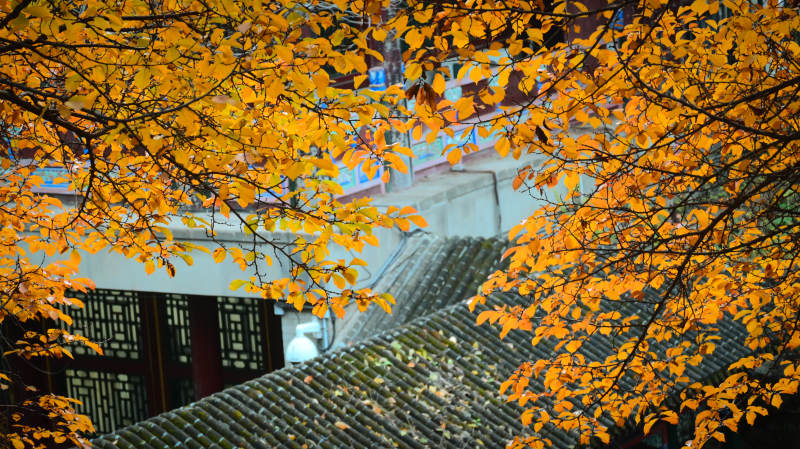 秋叶映古屋图片