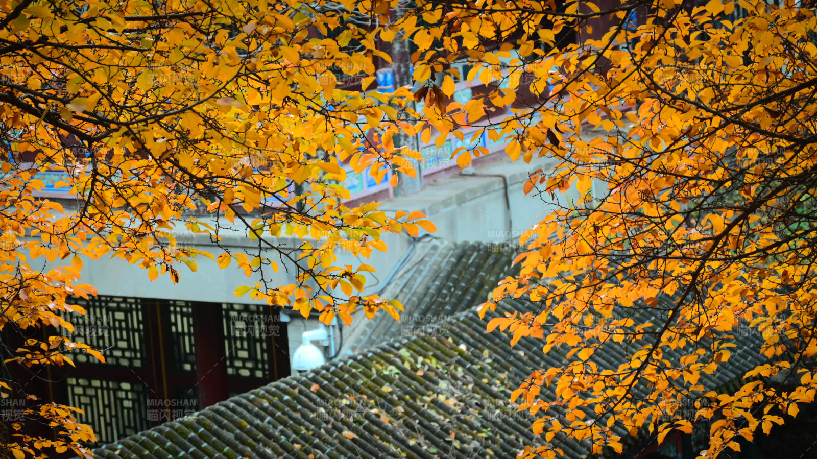 秋叶映古屋图片