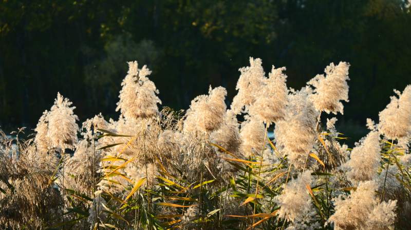 芦苇随风摇曳图片