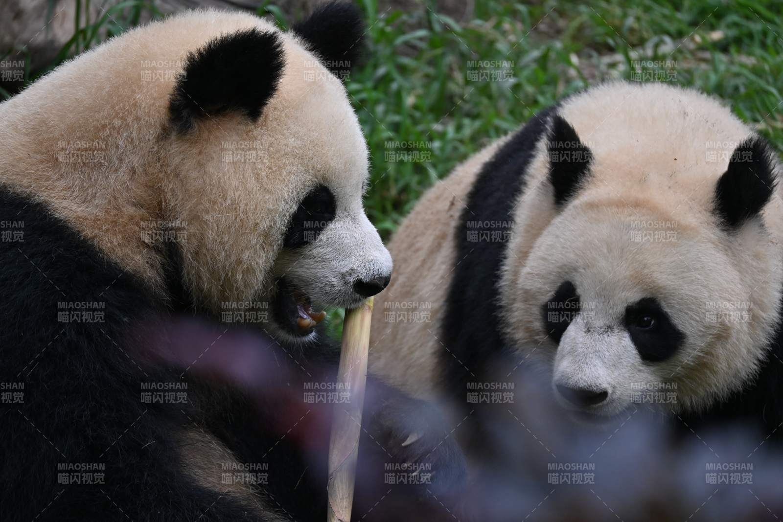 熊猫啃竹趣图片