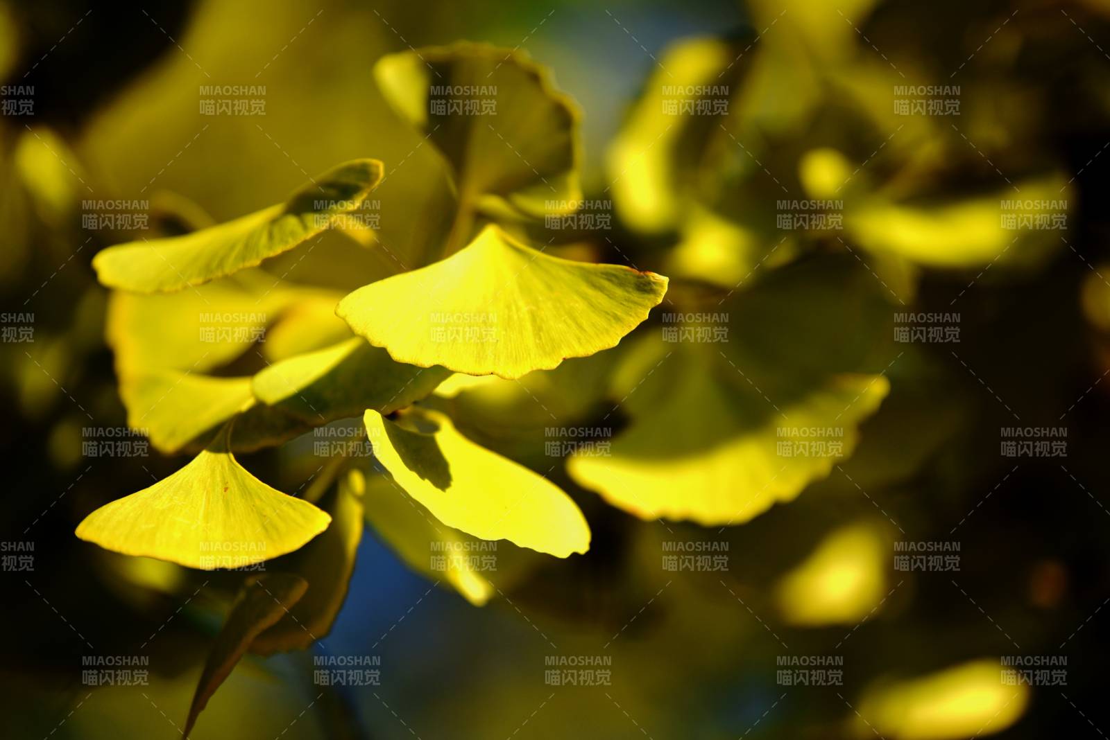 银杏叶黄秋意浓图片