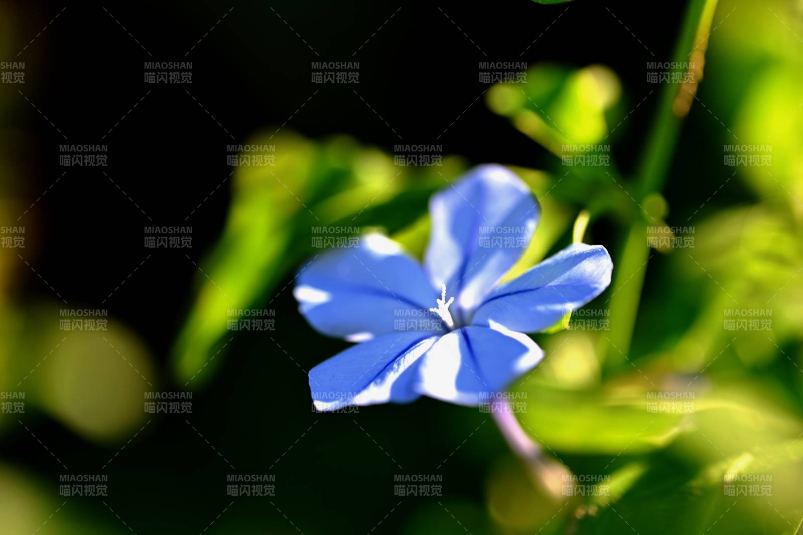 蓝花绽放绿叶间图片