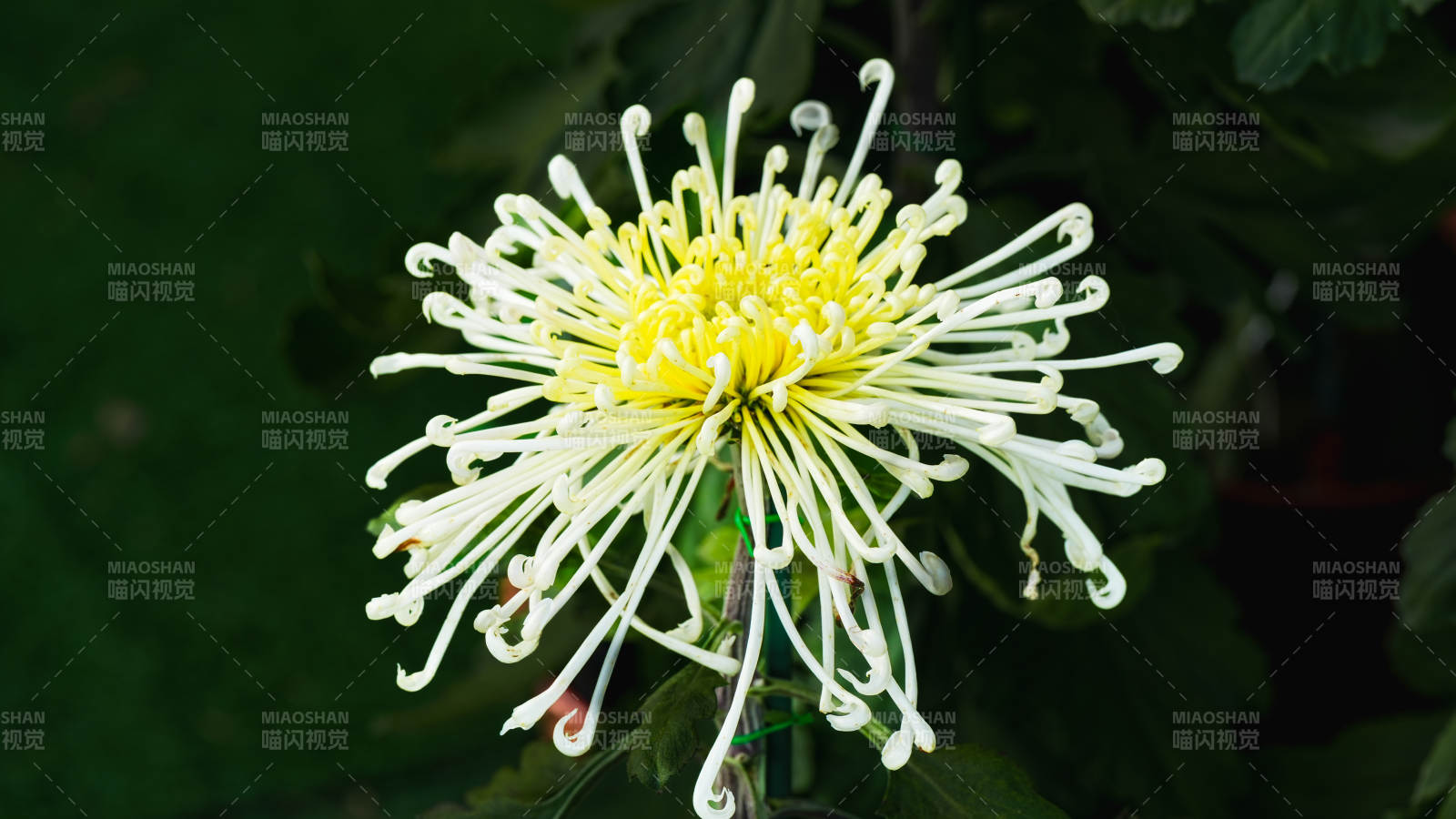 菊花绽放 洁白如雪图片