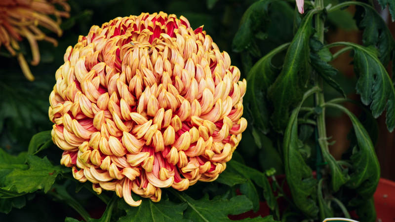 绚丽菊花绽放图片