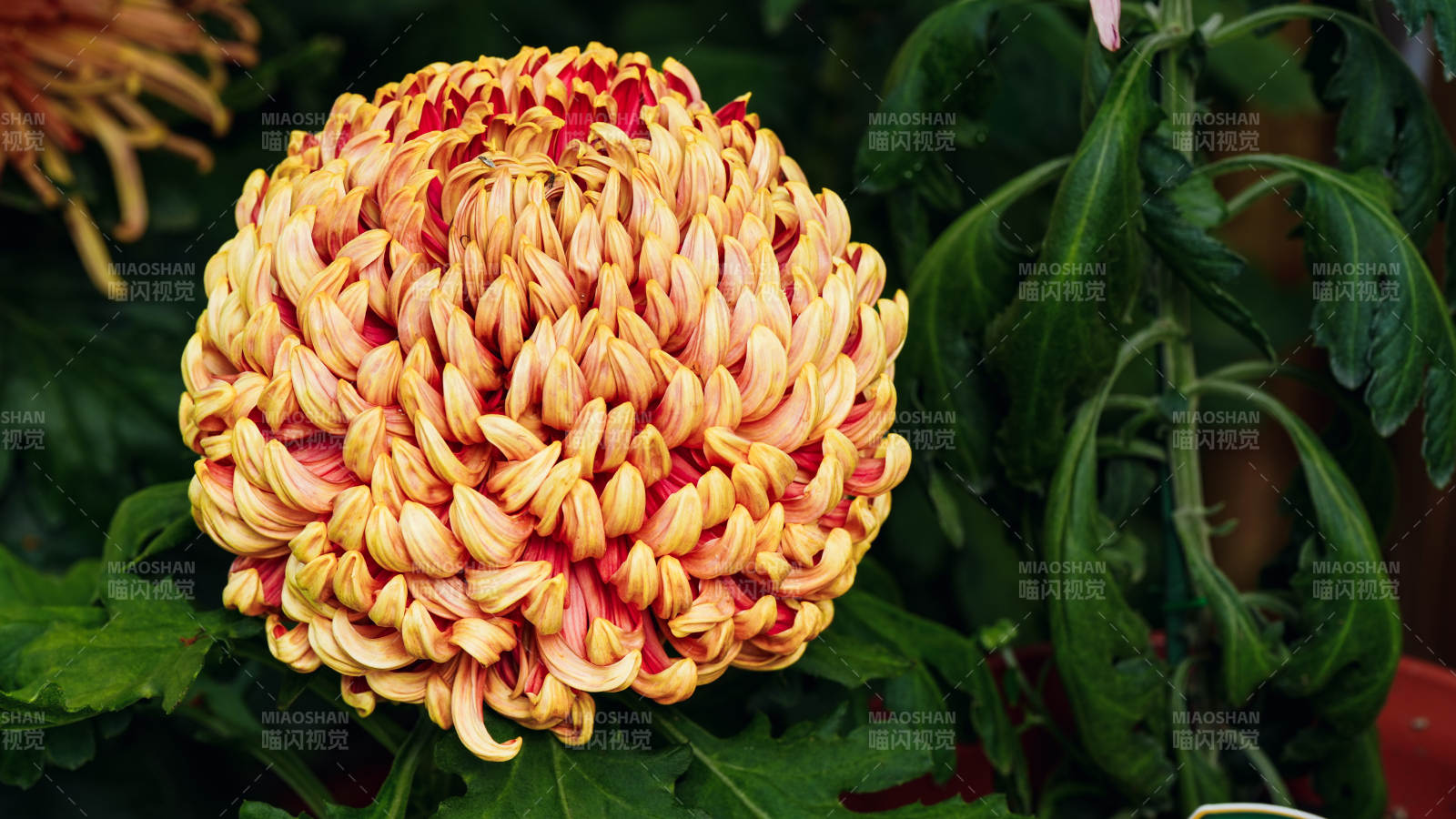 绚丽菊花绽放图片