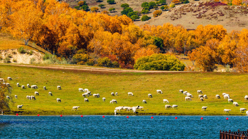乌兰布统公主湖秋日牧场风光图片