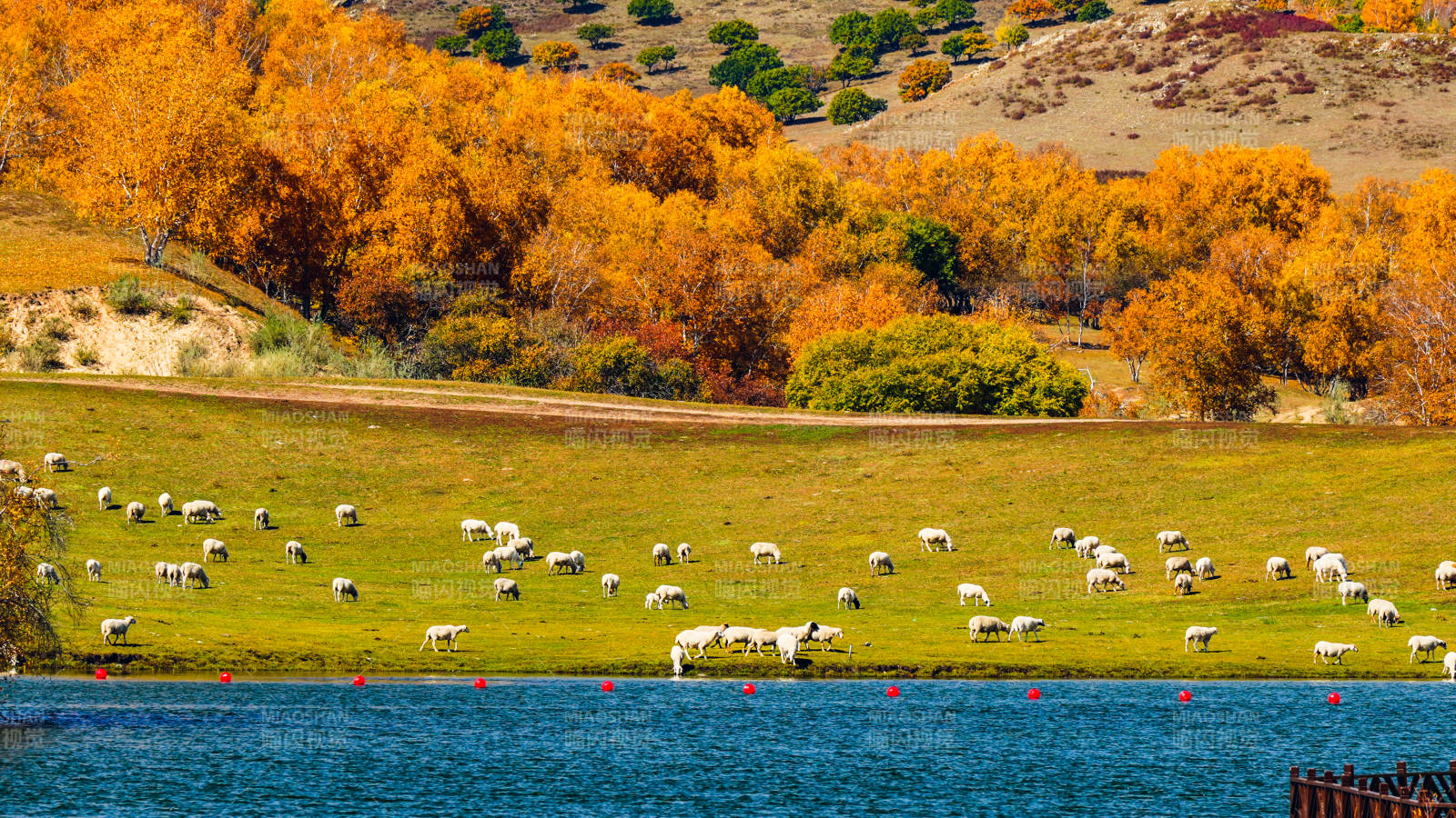 乌兰布统公主湖秋日牧场风光图片
