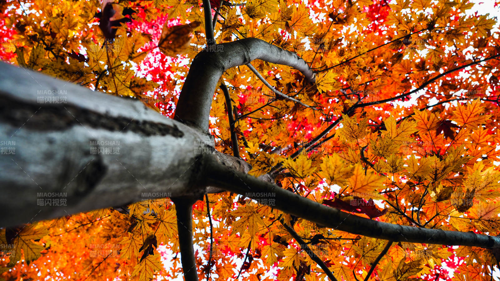 秋叶斑斓树影图片