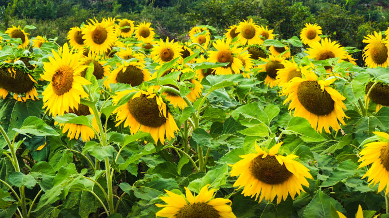 向日葵花海绽放图片