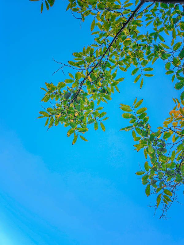 蓝天映衬绿叶枝图片