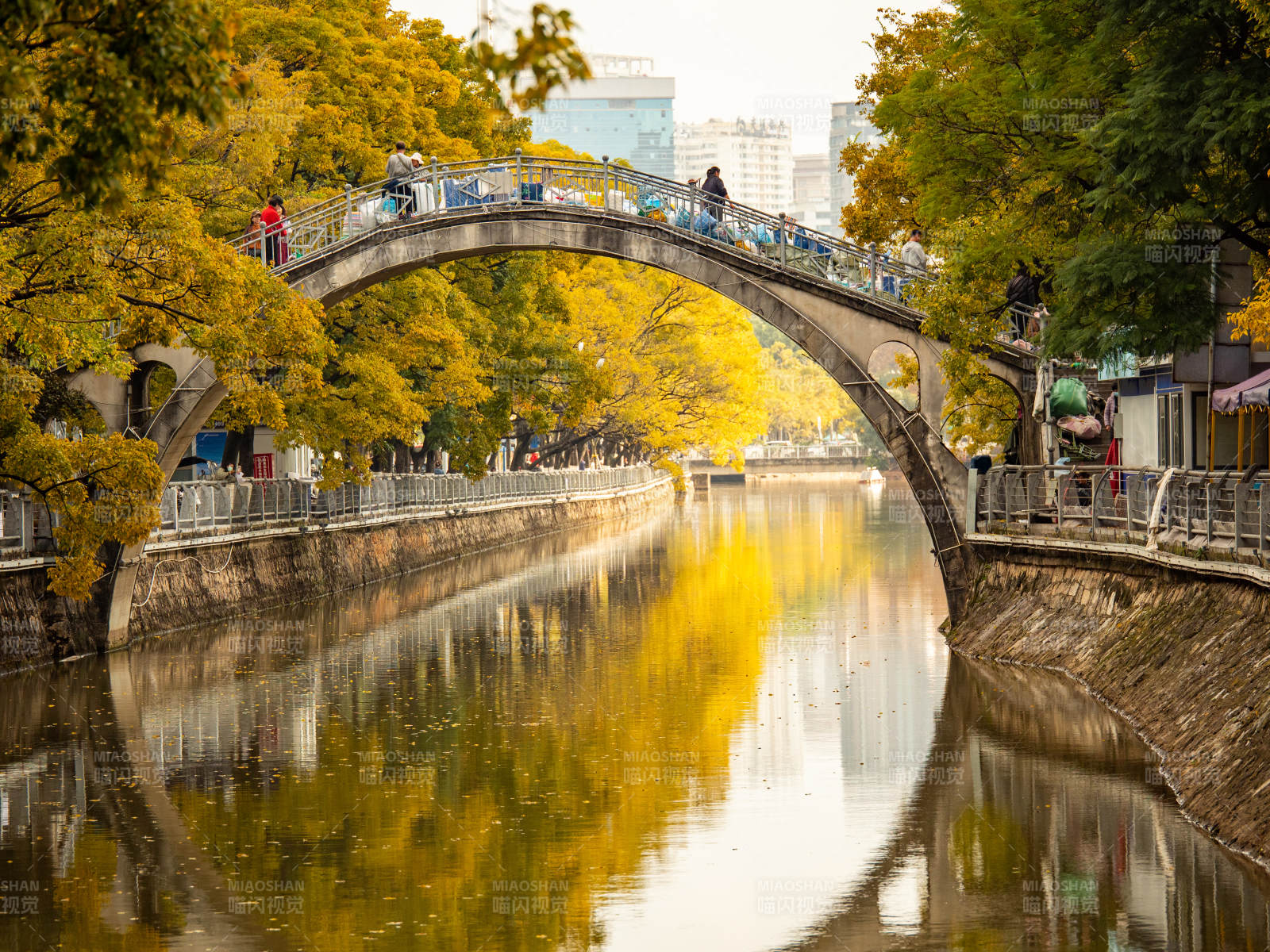 秋日昆明大观河河畔拱桥和滇朴黄叶美景图片