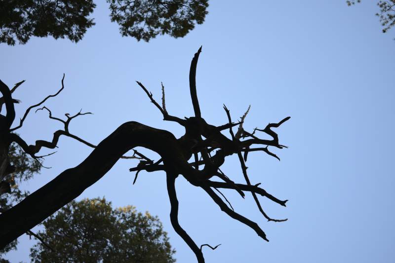 枯枝剪影映蓝天图片