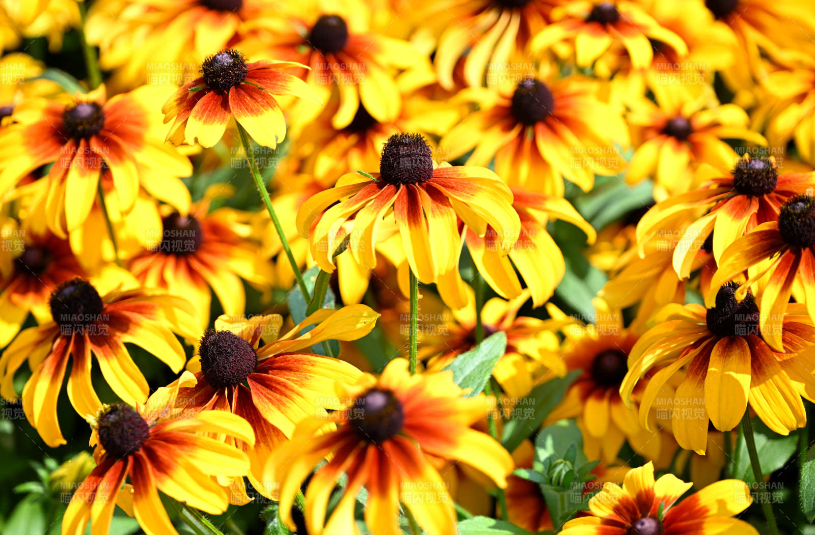 金黄花海绽放图片