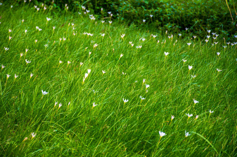 绿野白花图片