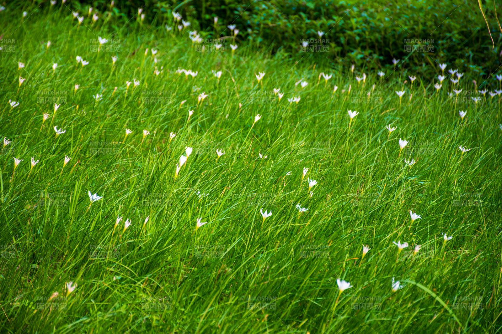 绿野白花图片