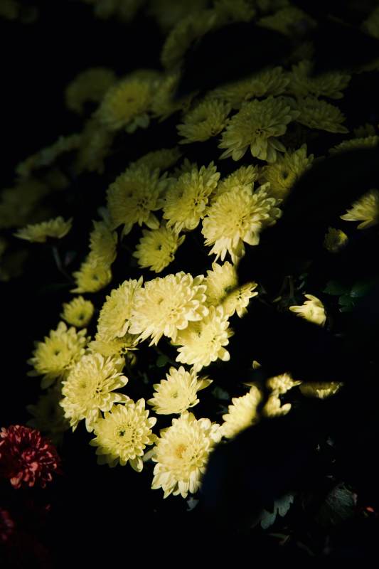 黄菊绽放夜影中图片