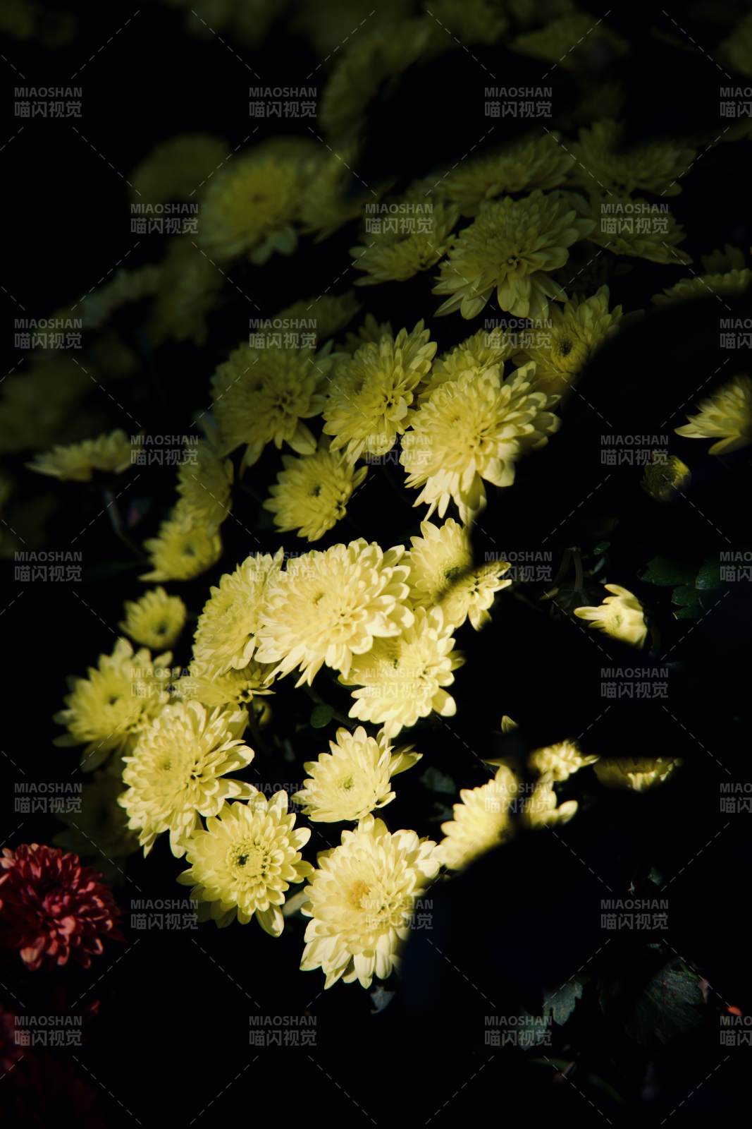 黄菊绽放夜影中图片