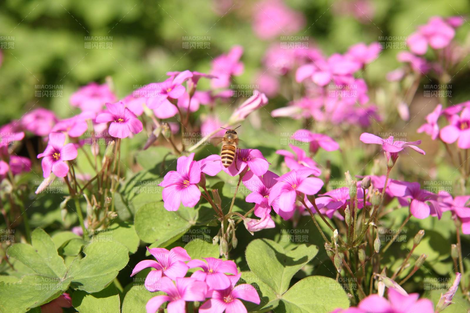 蜂采粉花丛图片