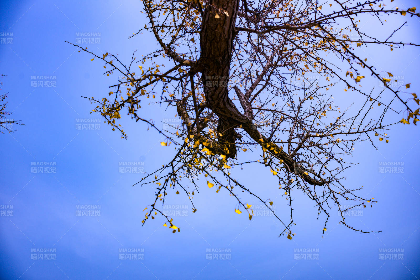 秋枝映蓝天图片