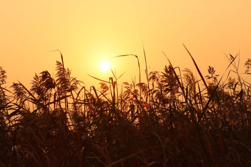 夕阳下的芦苇丛图片