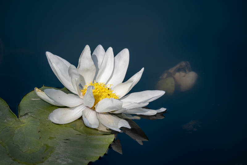 白莲静绽水中央图片