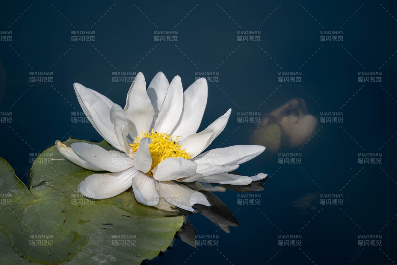 白莲静绽水中央图片