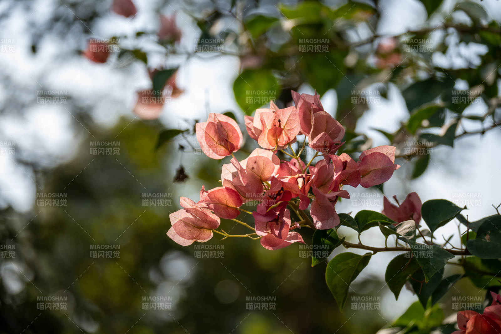 粉红三角梅绽放图片