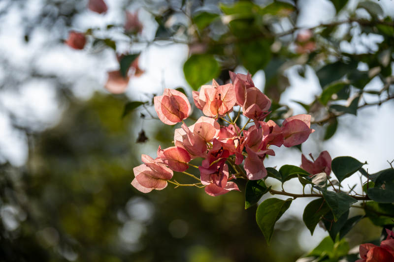 粉红三角梅绽放图片