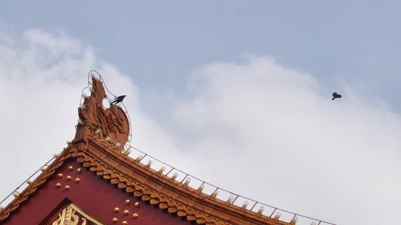 飞鸟掠过城楼古殿檐角图片