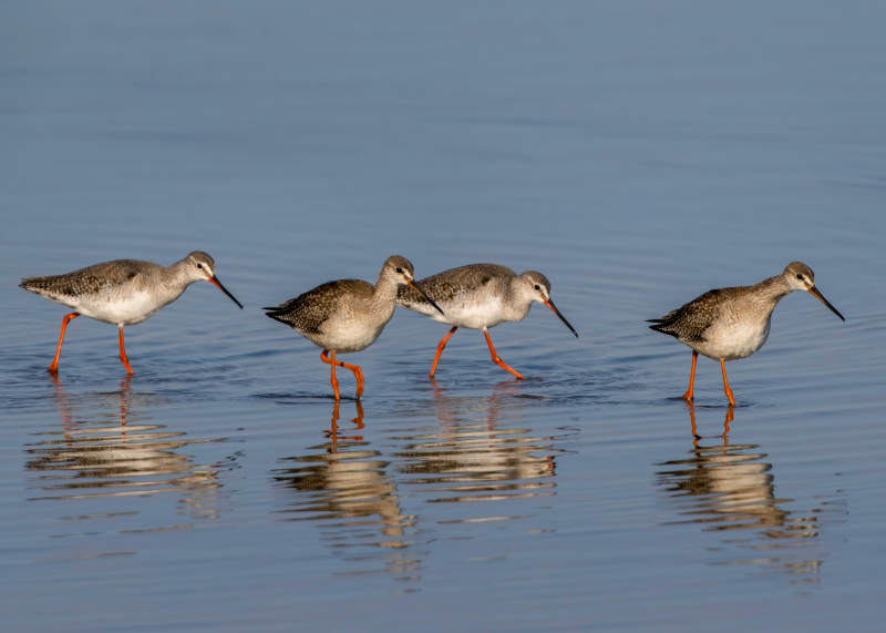红脚鹬群水边觅食图片