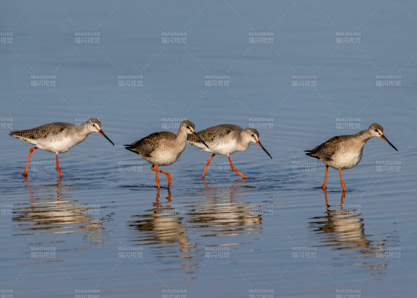 红脚鹬群水边觅食图片