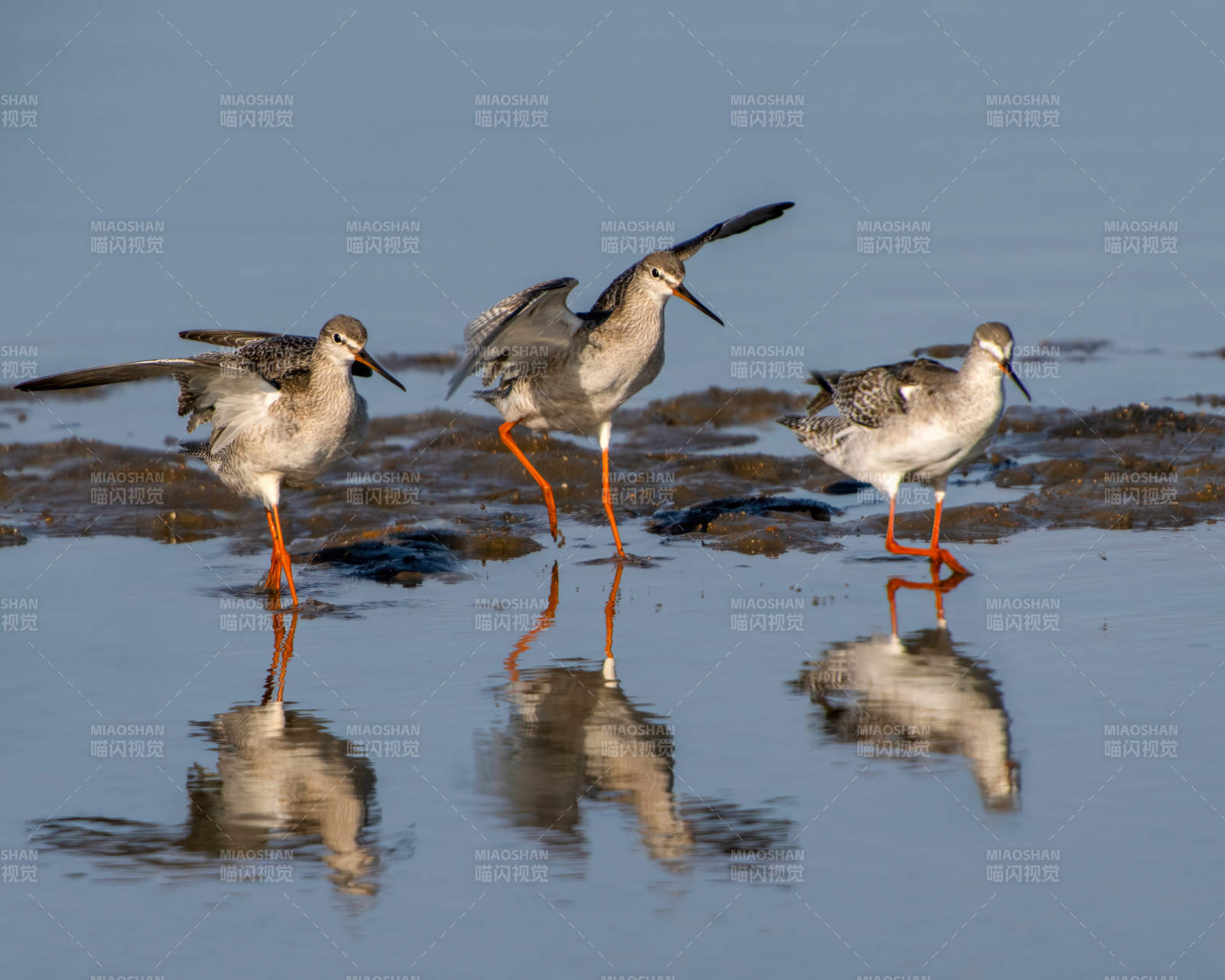 红脚鹬水边觅食图片