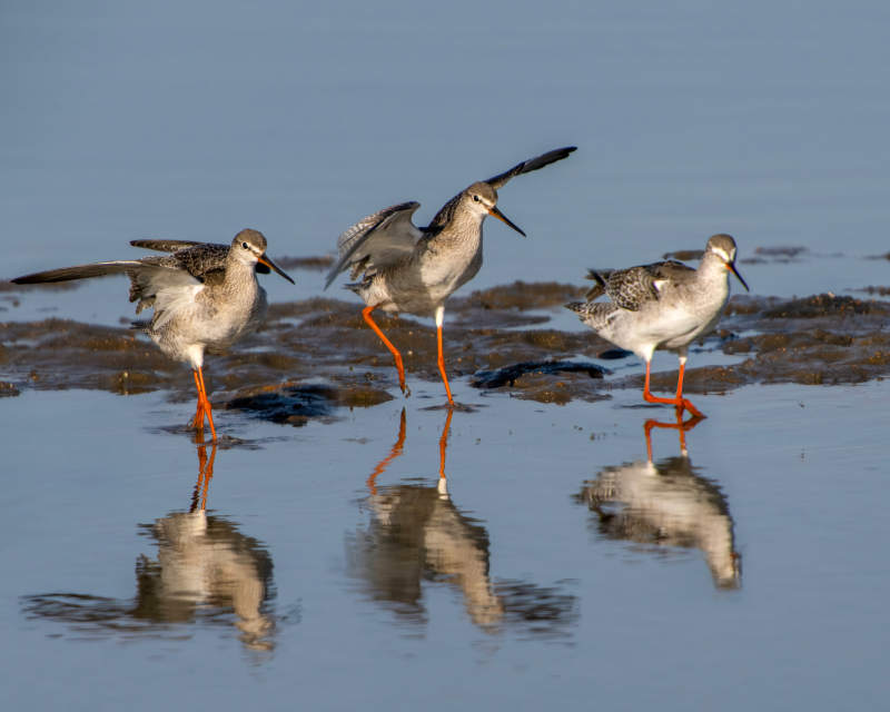 红脚鹬水边觅食图片