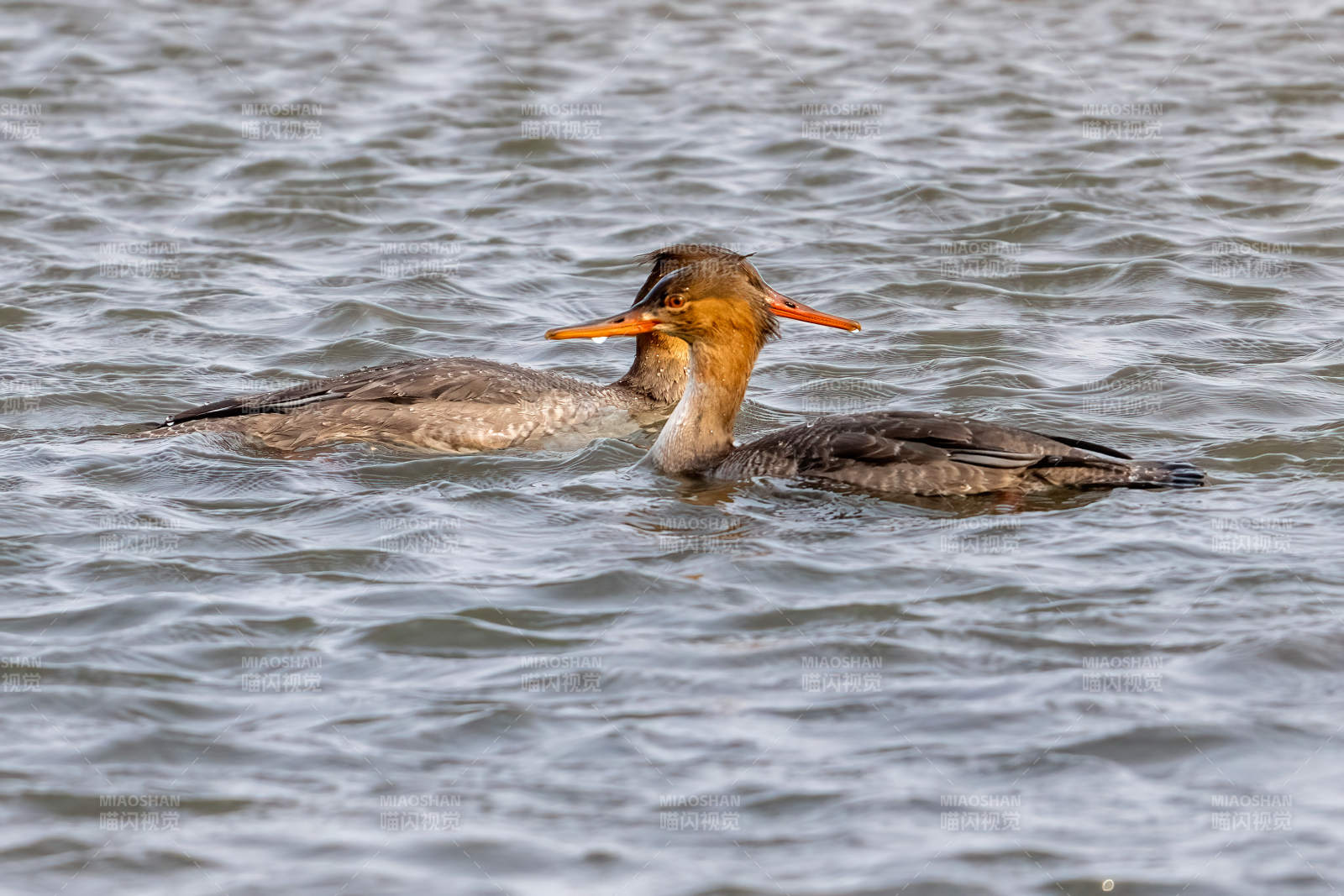 赤嘴潜鸭游水图片