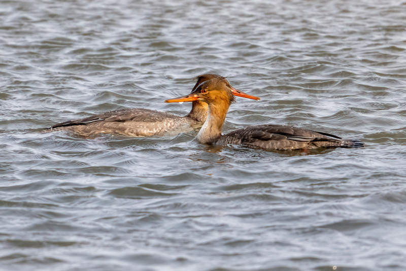 赤嘴潜鸭游水图片