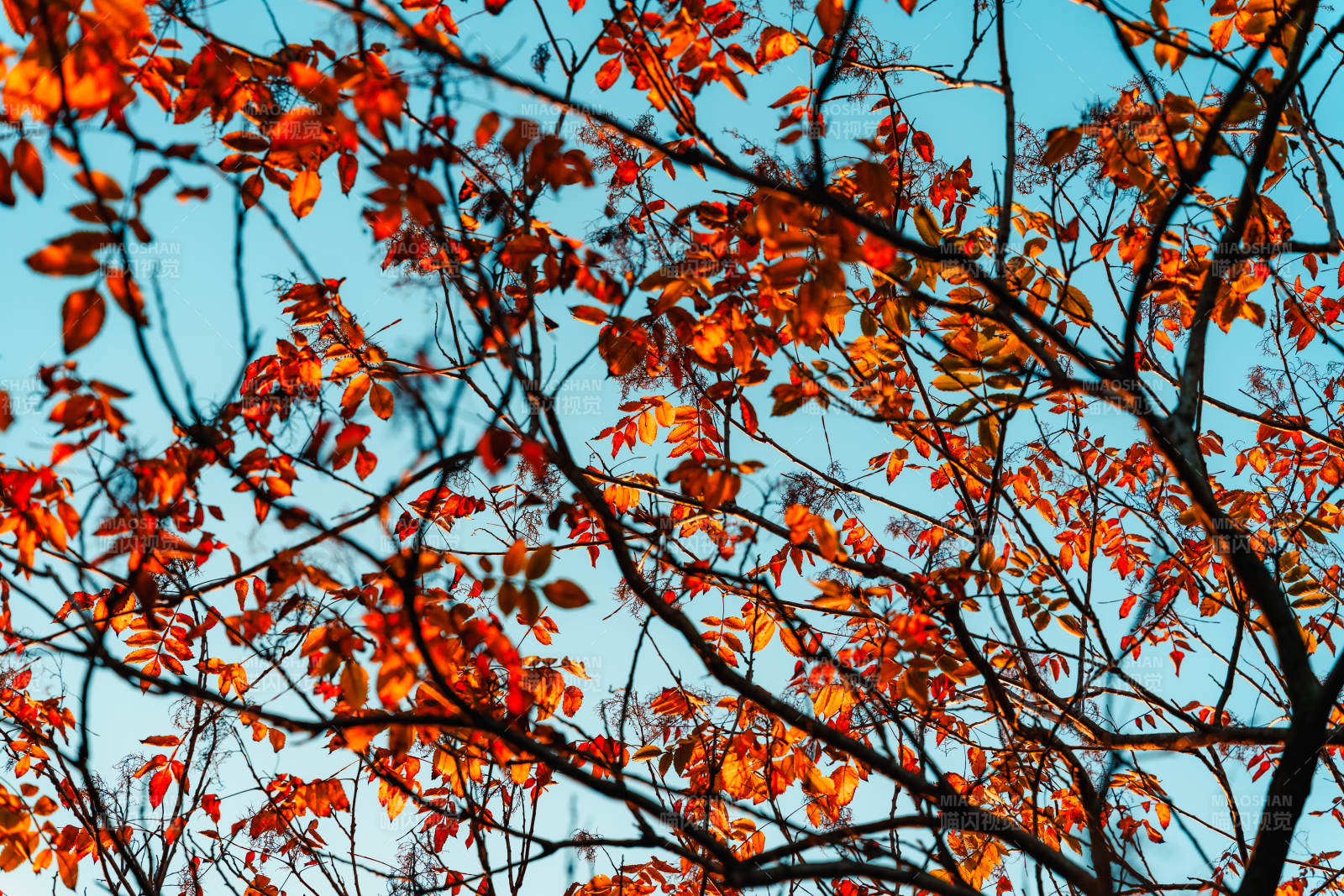 秋叶映蓝天图片