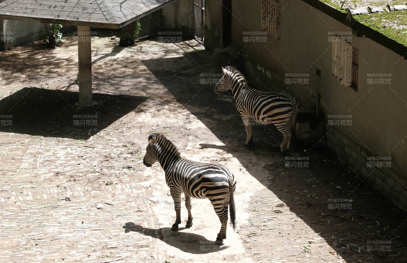 斑马在阳光下漫步图片