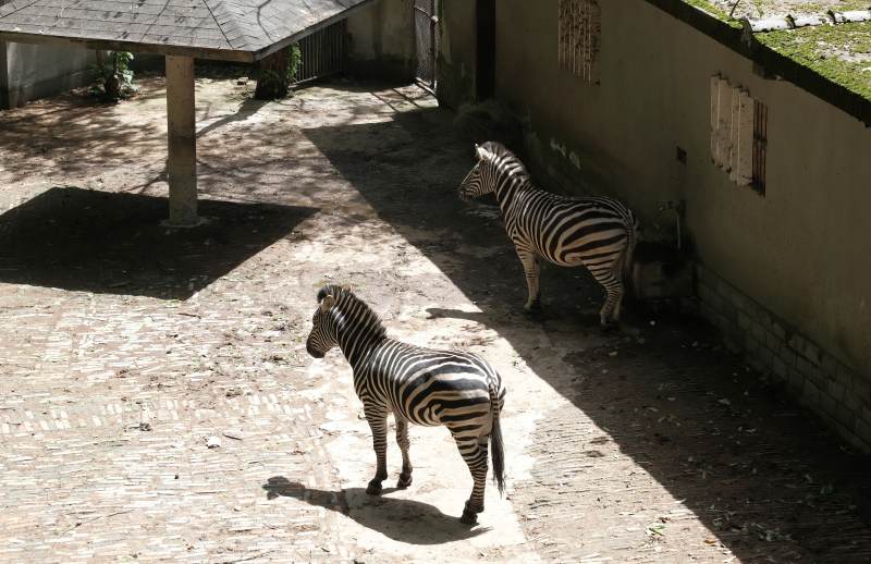 斑马在阳光下漫步图片
