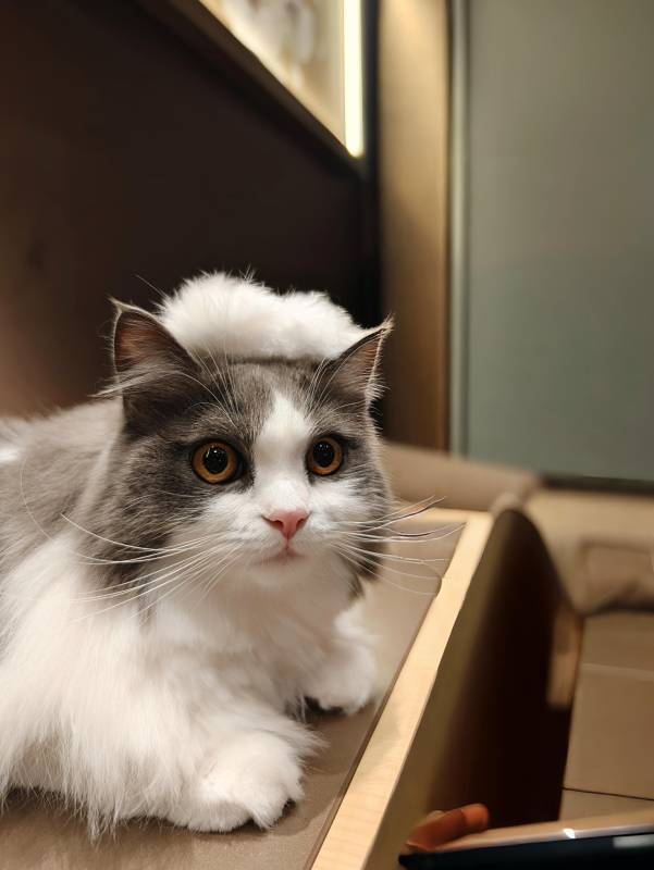 猫咪戴帽萌态十足图片