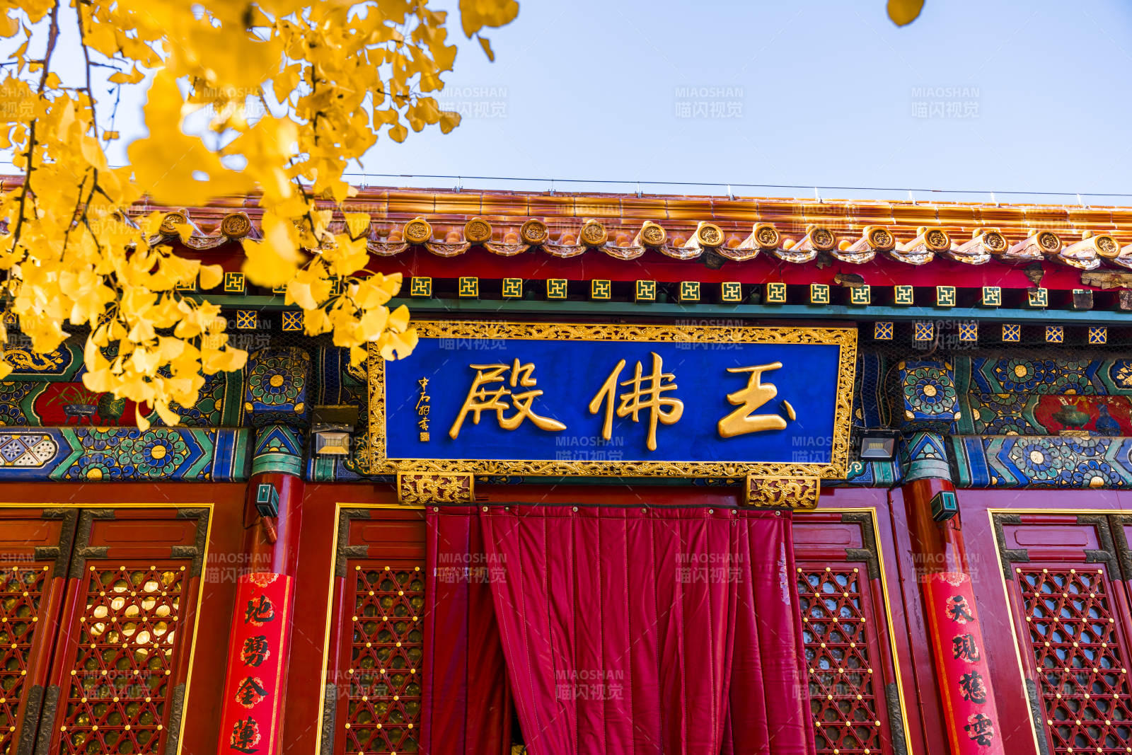 玉佛殿前银杏黄图片