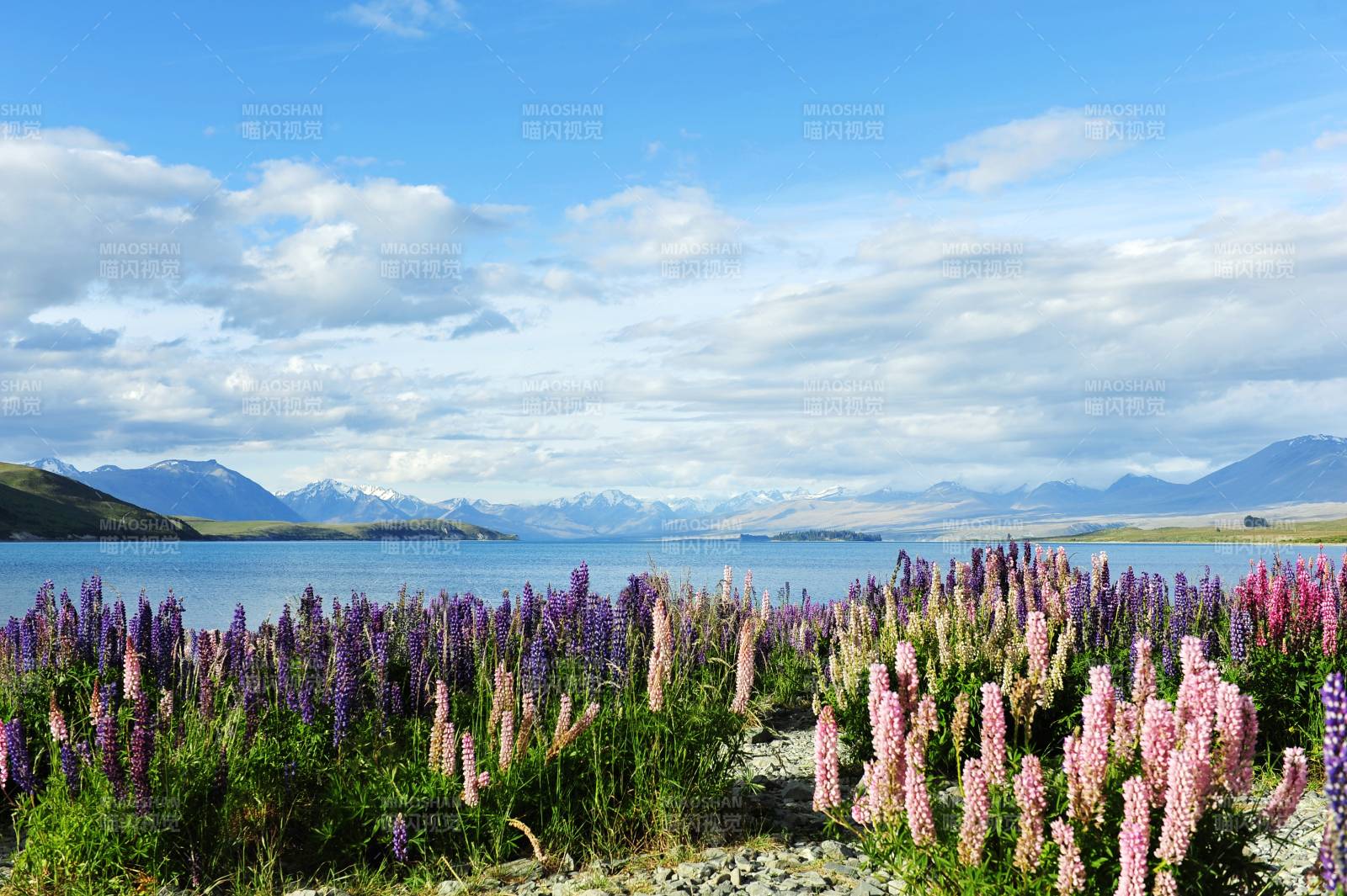 新西兰 湖畔花海映雪山图片