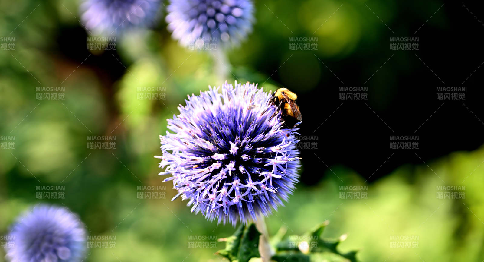 蜂采蓝刺头花图片