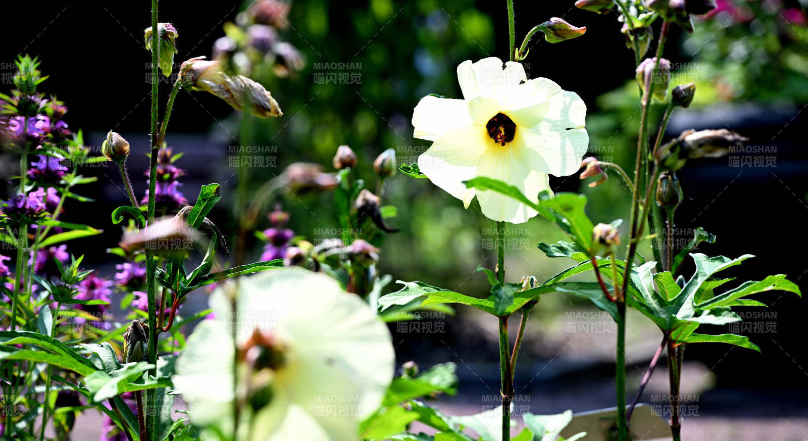 黄蜀葵花影婆娑图片
